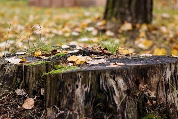 Yellow maple leaves on the ground and stump