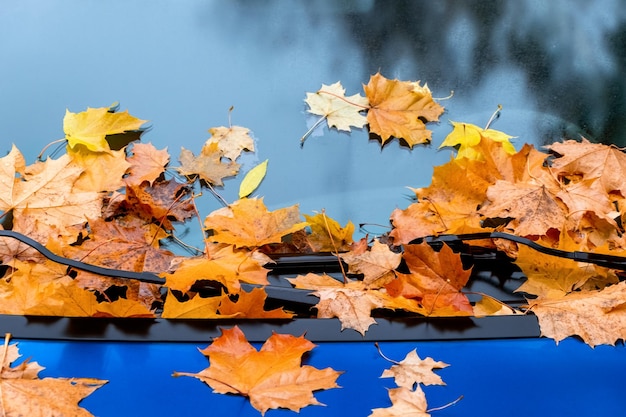 Yellow maple leaves on the hood and windshield of a car