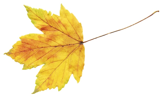 Yellow maple leaves isolated on white background Autumn leaf nature background