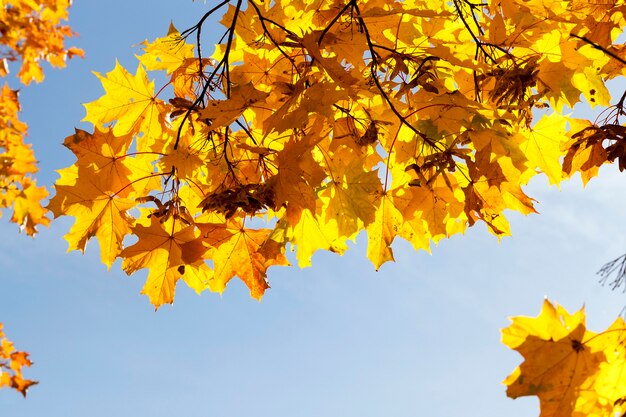 yellow maple leaves located on a tree in autumn season.