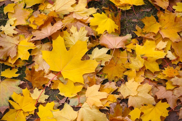 Yellow maple leaves in the parkxA