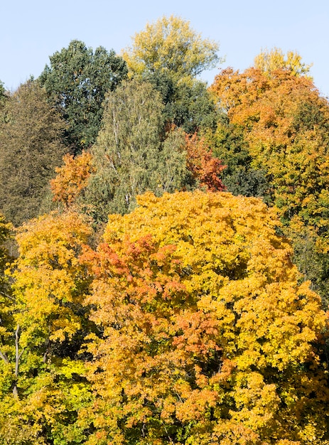 秋の公園、本物の秋の自然の日当たりの良い森に黄色いカエデの葉