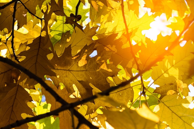 Yellow maple leaves on a tree in the sun against the sky