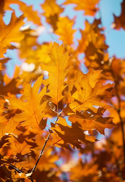 Yellow maple leaves on a twig in autumn