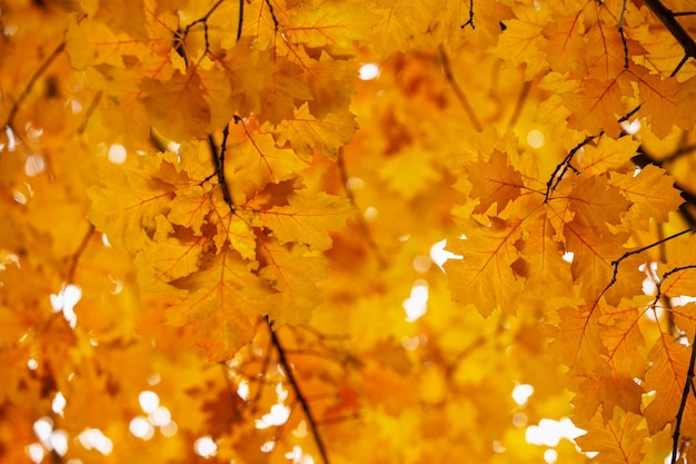 Yellow maple leaves on a twig in autumn