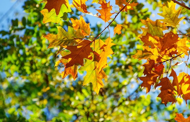 Yellow maple leaves on a twig in autumn