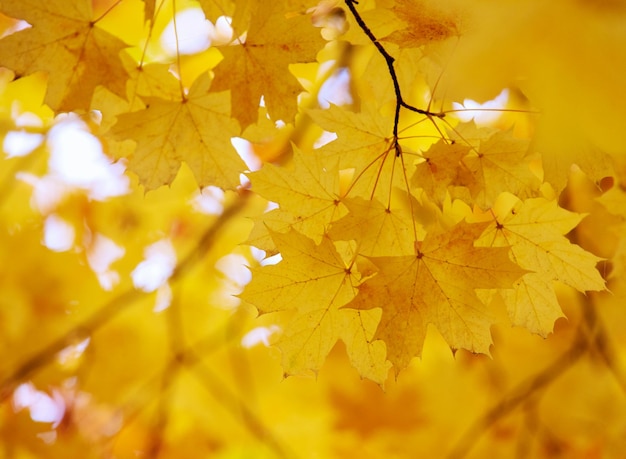 Yellow maple leaves on a twig in autumn