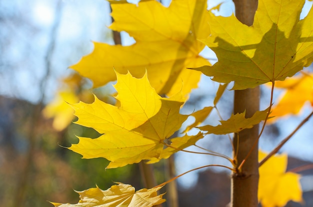 Yellow maple leaves on a twig in autumn