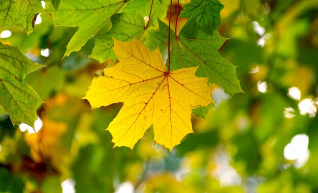 Yellow maple leaves on a twig in autumn