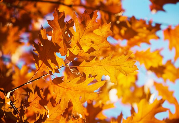 Yellow maple leaves on a twig in autumn