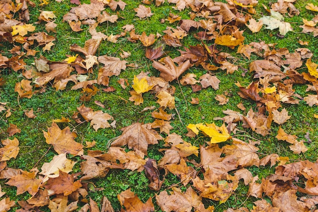 Foglie di acero gialle con il fondo dell'erba verde, autumn time dorato, caduta