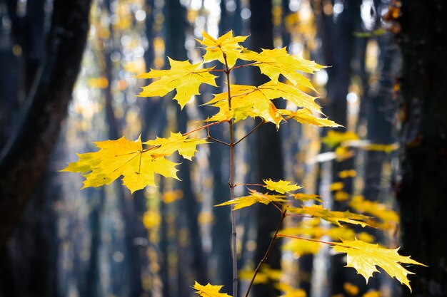 Yellow maple leaves on a young tree in the forest on a background of trees