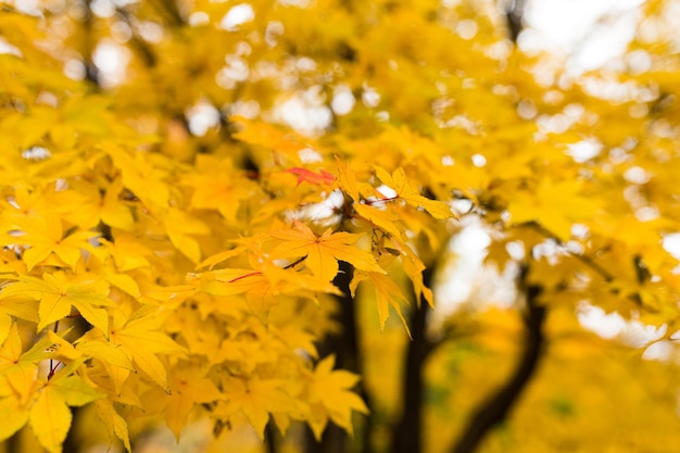 Yellow maple leaves