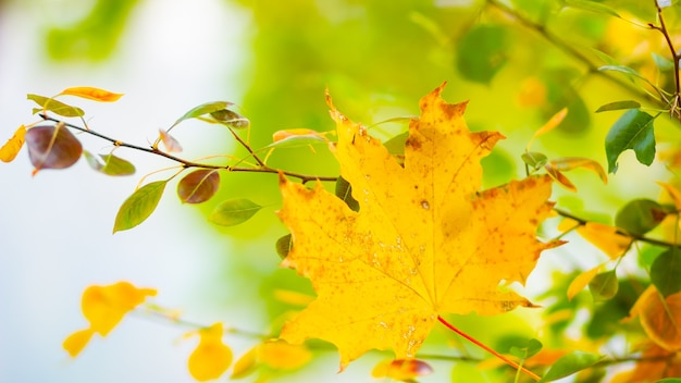 Yellow maple. Maple leaves on a blurred background. Autumn background. Copy space