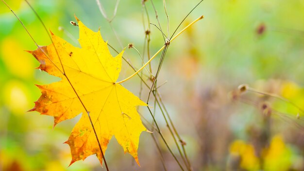 Yellow maple. Maple leaves on a blurred background. Autumn background. Copy space