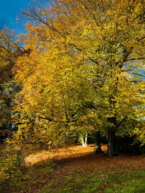 Yellow maple tree in forest during autumn