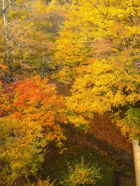 Yellow maple tree in forest during autumn