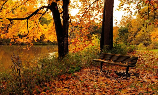 Yellow maple tree in forest during autumn