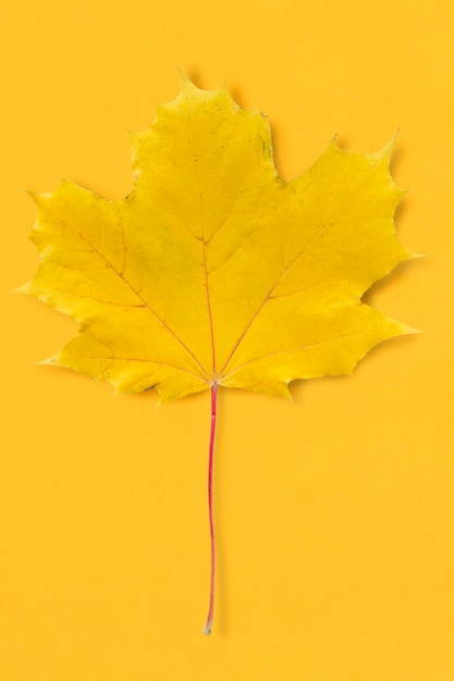 Yellow maple tree leaf