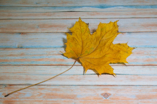 Yellow maple on a wooden table, autumn