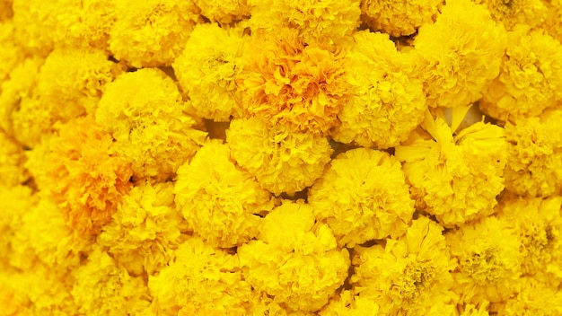 Yellow Marigold Flower background