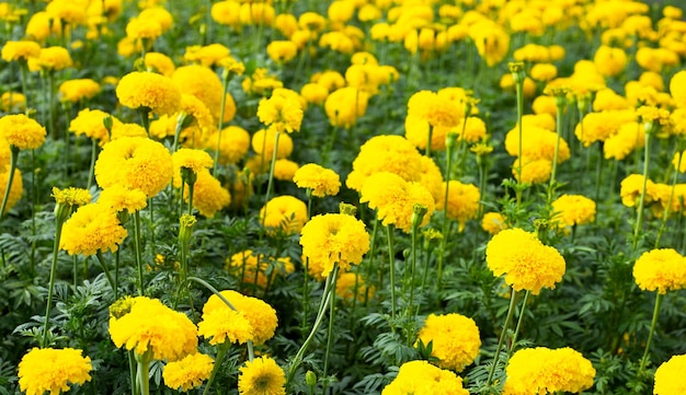 Yellow marigold flower in garden