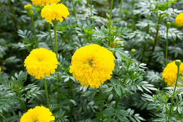 Yellow marigold flower in garden