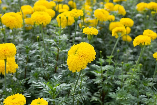 庭のイエローマリーゴールドの花