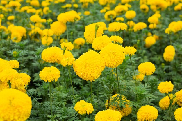 庭のイエローマリーゴールドの花