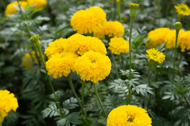 Yellow marigold flower in garden