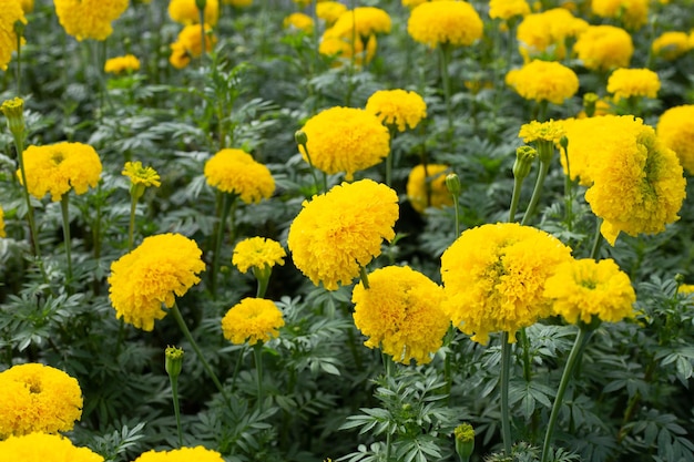 Yellow marigold flower in garden