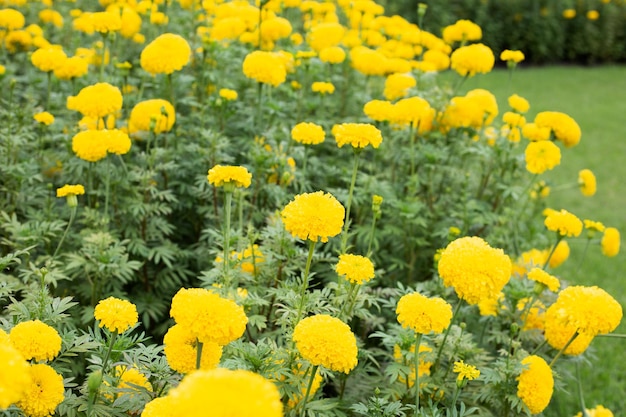 Fiore giallo del tagete in giardino