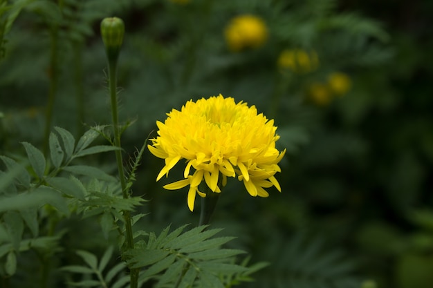 Желтый цветок бархатца