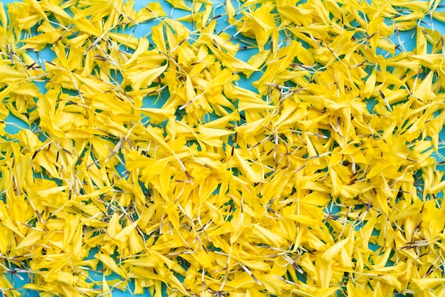 Yellow marigold flowers on blue background