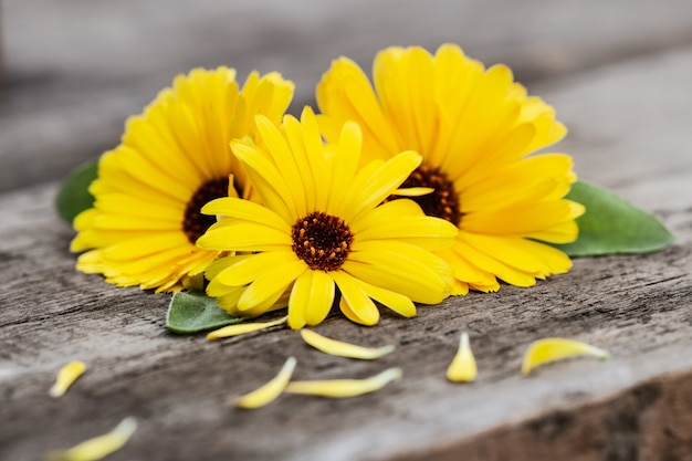 Yellow marigold flowers (Calendula officinalis) 