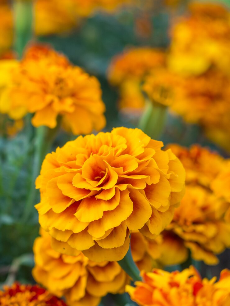 Photo 黄色のマリーゴールドの花が閉じます