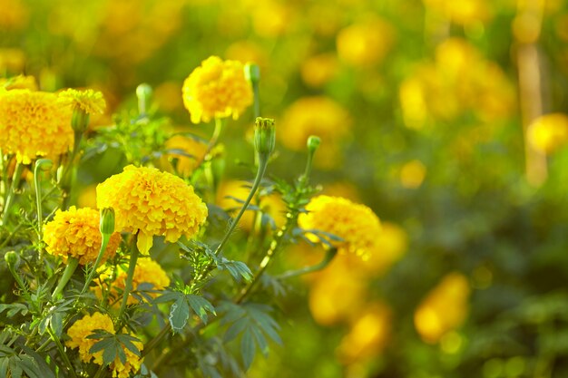 フィールドでイエローマリーゴールドの花