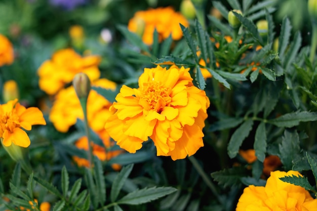 Yellow marigold flowers among green leaves closeup