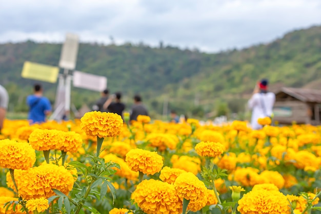Yellow marigold flowers or tagetes erecta and blurry tourists
