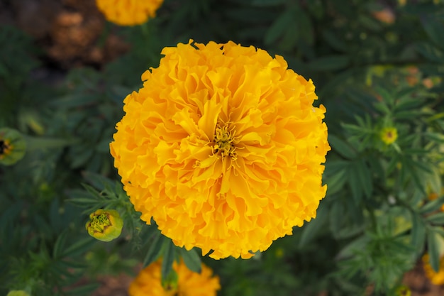 Yellow marigold flowers with green leaves in the meadow in flower garden for background. top view