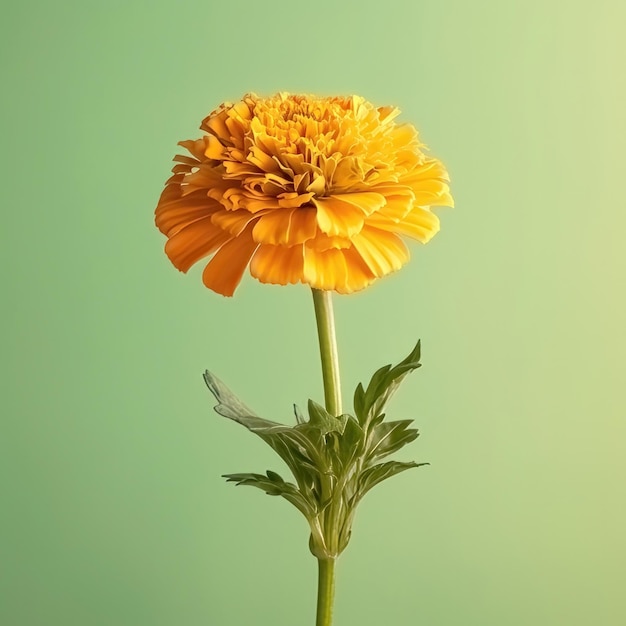 yellow marigold on pastel green background