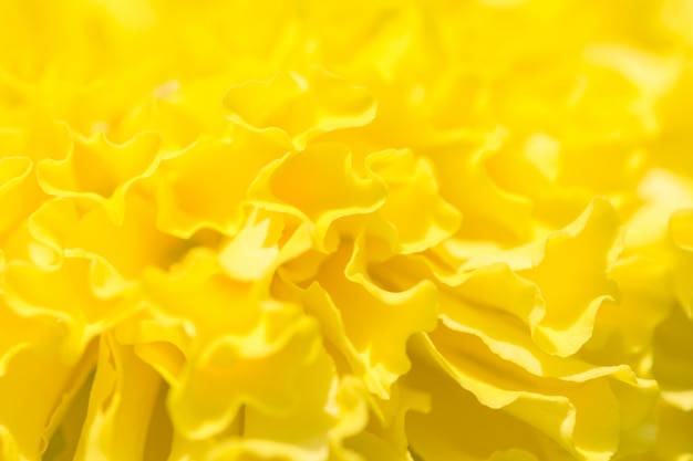 Photo yellow marigold petals background