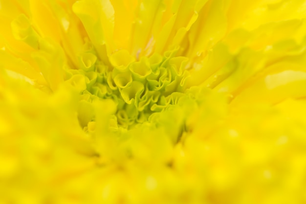 Yellow marigold petals background