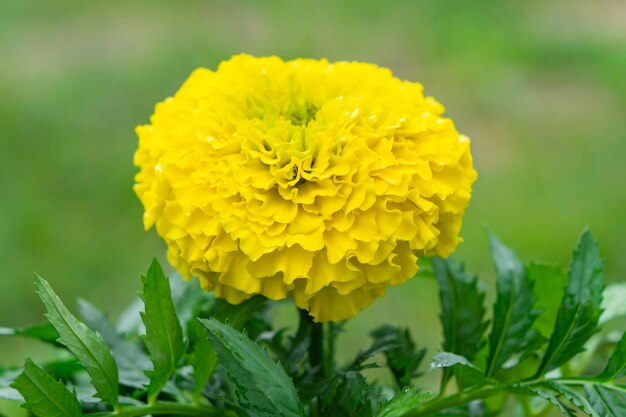 春には黄色いマリーゴールドの苗が野外に植えられています気取らない庭の花の花壇と庭の手入れ