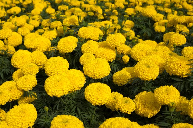 Yellow marigold