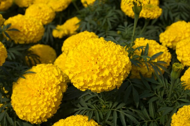 Yellow marigold