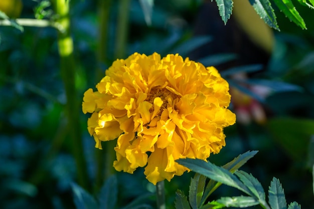 Yellow marigolds flower on a green background on a summer sunny day macro photography