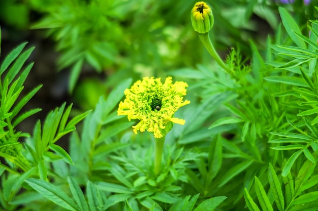 yellow marigolds grow on a flower farm. cultivation of flowers concept