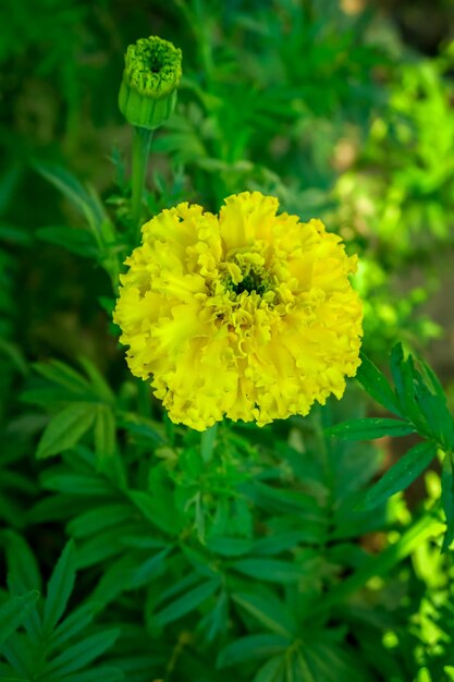 黄色いマリーゴールドは花畑で育ちます。花の栽培コンセプト