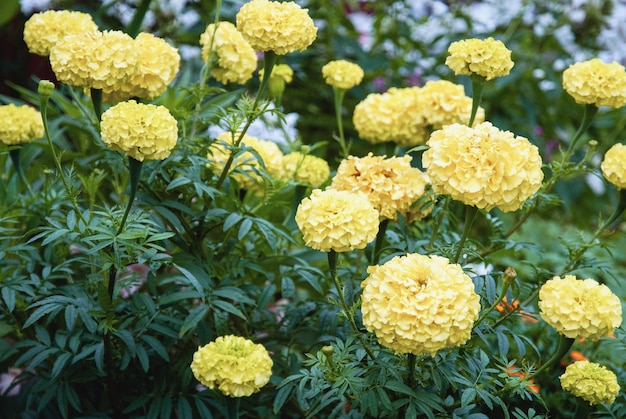 Yellow Marigolds Tagetes erecta flowers in autumn garden